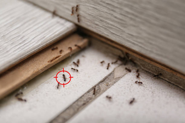 Best Bed Bug Extermination  in Wilberforce, OH