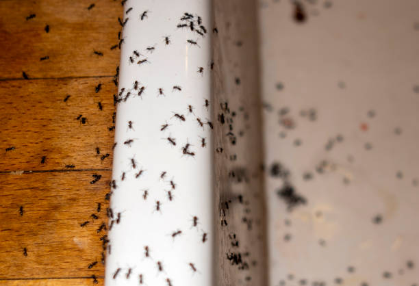 Best Local Pest Control Services  in Wilberforce, OH